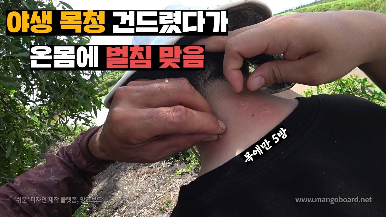 정글에 초소형벌 찾으러 갔다가 벌들한테 집중공격 당해버리기
