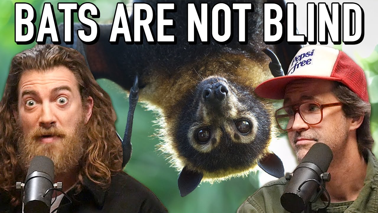 We Debunk Common Misconceptions | Ear Biscuits