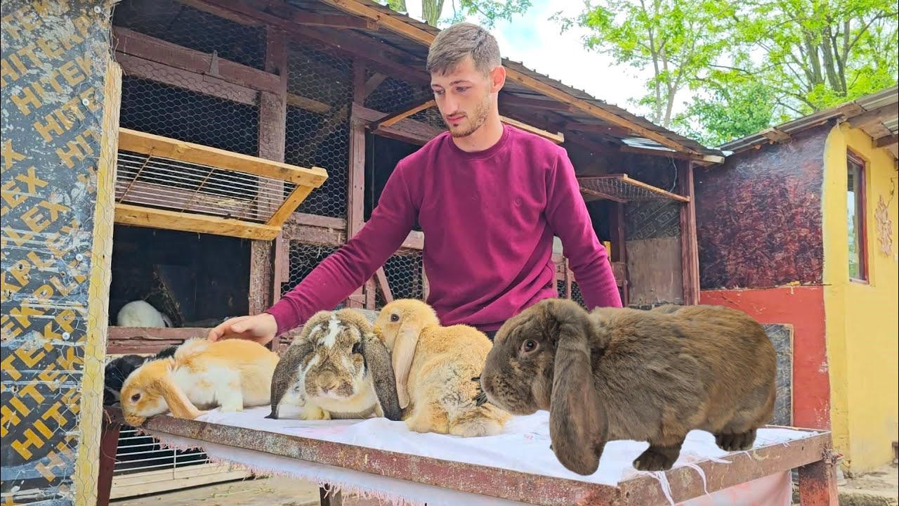 IEPURI DIN RASA BERBEC GERMAN,IN GOSPODARIA TANARULUI MARIAN DIN GRIVITA,JUD IALOMITA.