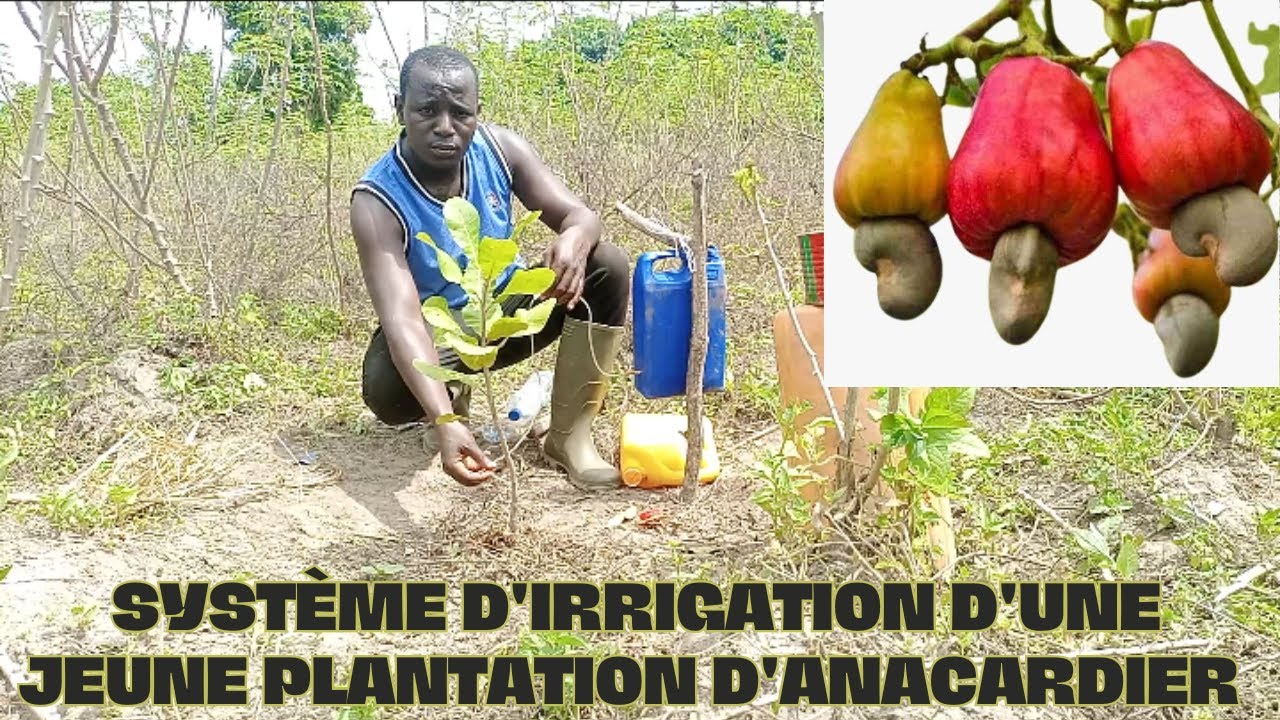 Trois dernières astuces pratique pour installer une jeune plantation d'anacarde