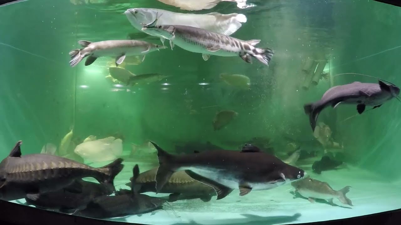 Every 5 days: NLS pellets & 7lb/3kg of herring for less aggressive 4500gal/17Kliter community
