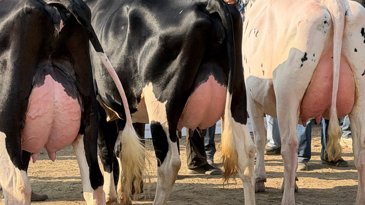 Top quality HF Breed available at Robin Dairy Farm