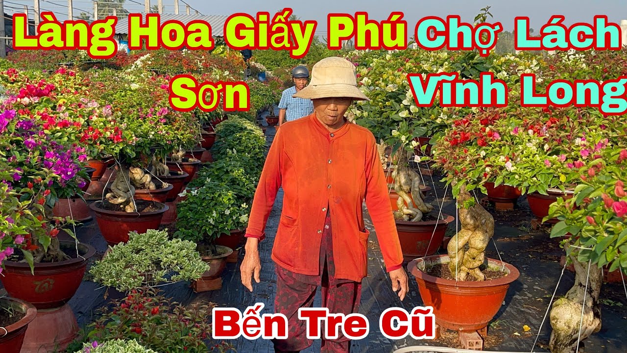 Làng Hoa Giấy Phú Sơn Bến Tre – Mỗi Chậu Một Tác Phẩm Nghệ Thuật