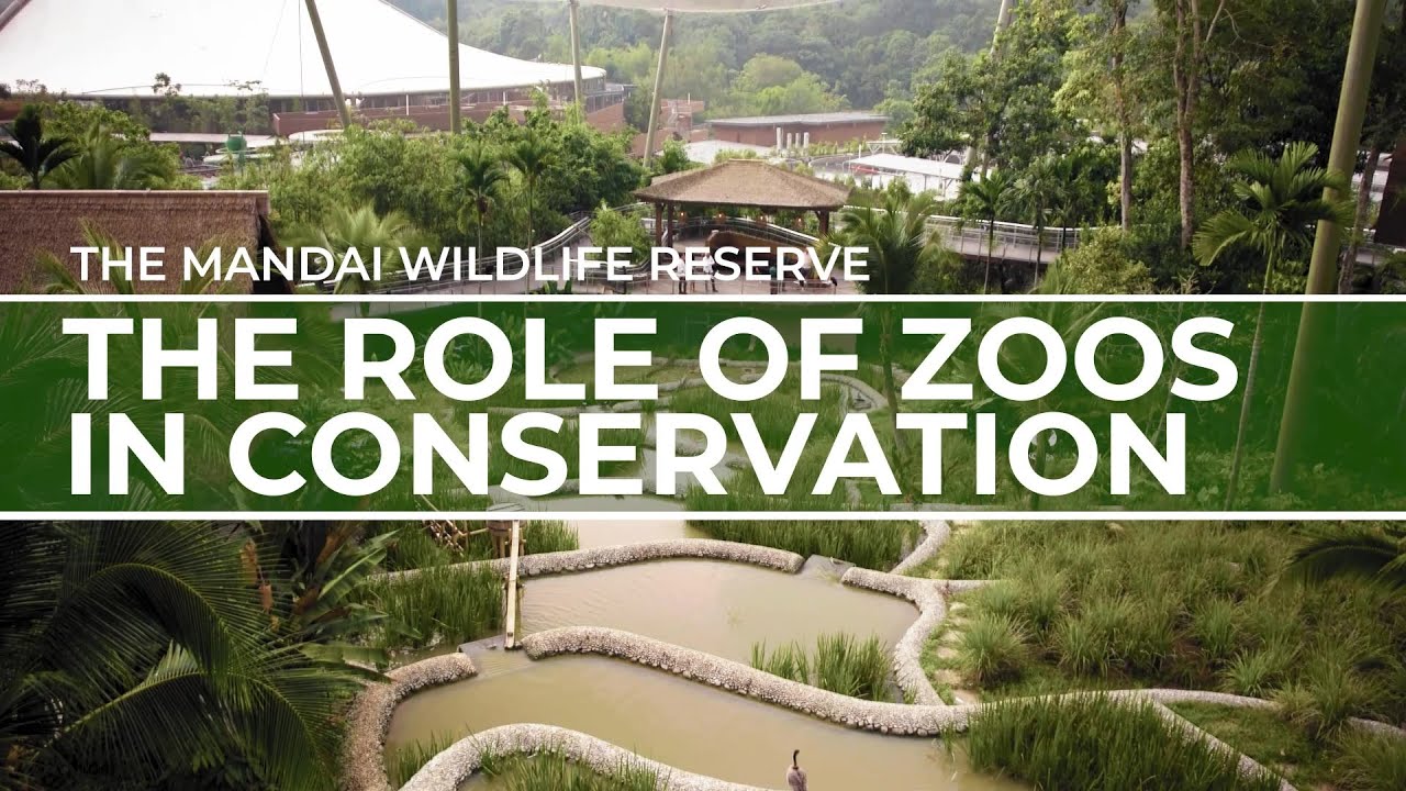 The role of zoos in conservation | Mandai Wildlife Reserve | Travel Redefined