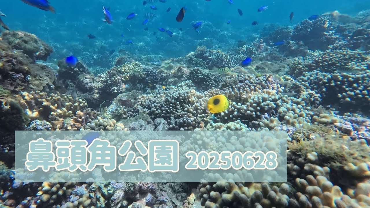 [小斑馬出去玩] 2025 | 鼻頭角公園 #2 | 溫暖清澈的海 | 浮潛 + 自由潛水 | 馬鞭魚 | 管口魚 | 裂唇魚 | 霓虹雀鯛 | 黃鯔