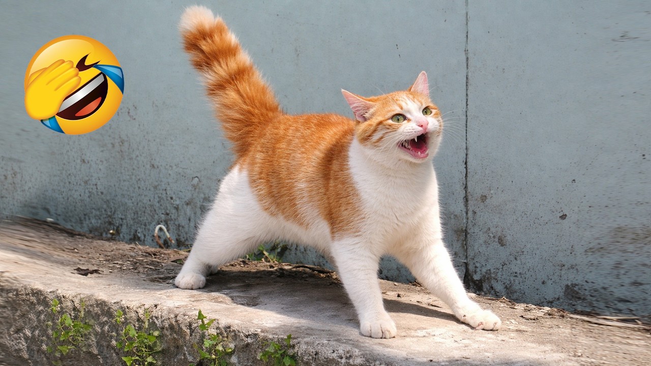 You Laugh You Lose 😹 Funniest Cats and Dogs 2026🤣 Part 20