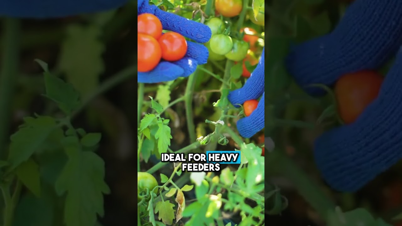 Is Indacanja Soil The Right Soil for You!? 