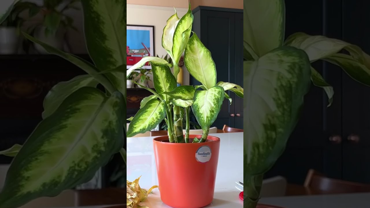 Pruning Dying Leaves on Dieffenbachia