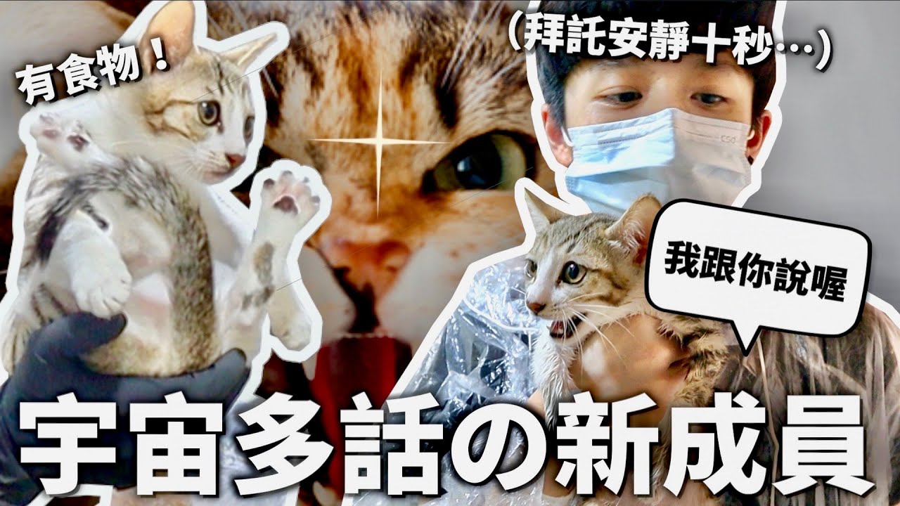 【新貓登場】初次見面就擠肛門腺和洗澡，世界上最愛講話的小貓咪來了！｜HOOK