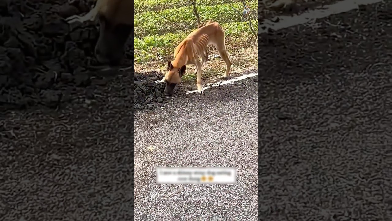 Он думал что это ДВОРНЯГА, но через месяц.. 😱 