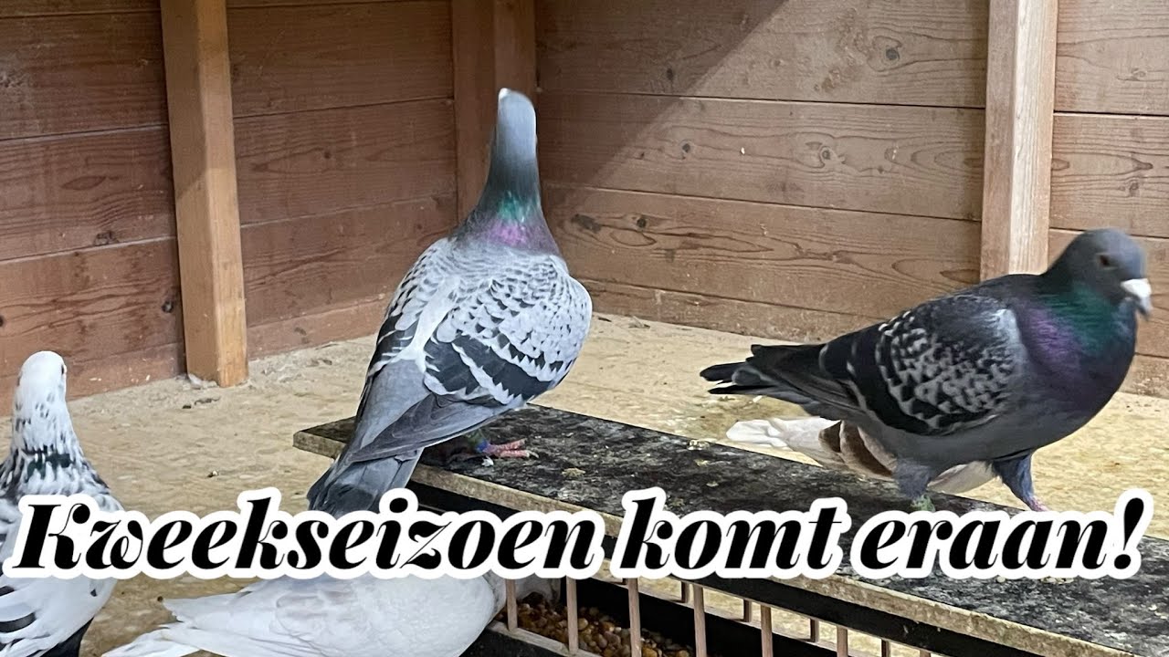 Kweekseizoen komt eraan! | Postduiven 2024 |