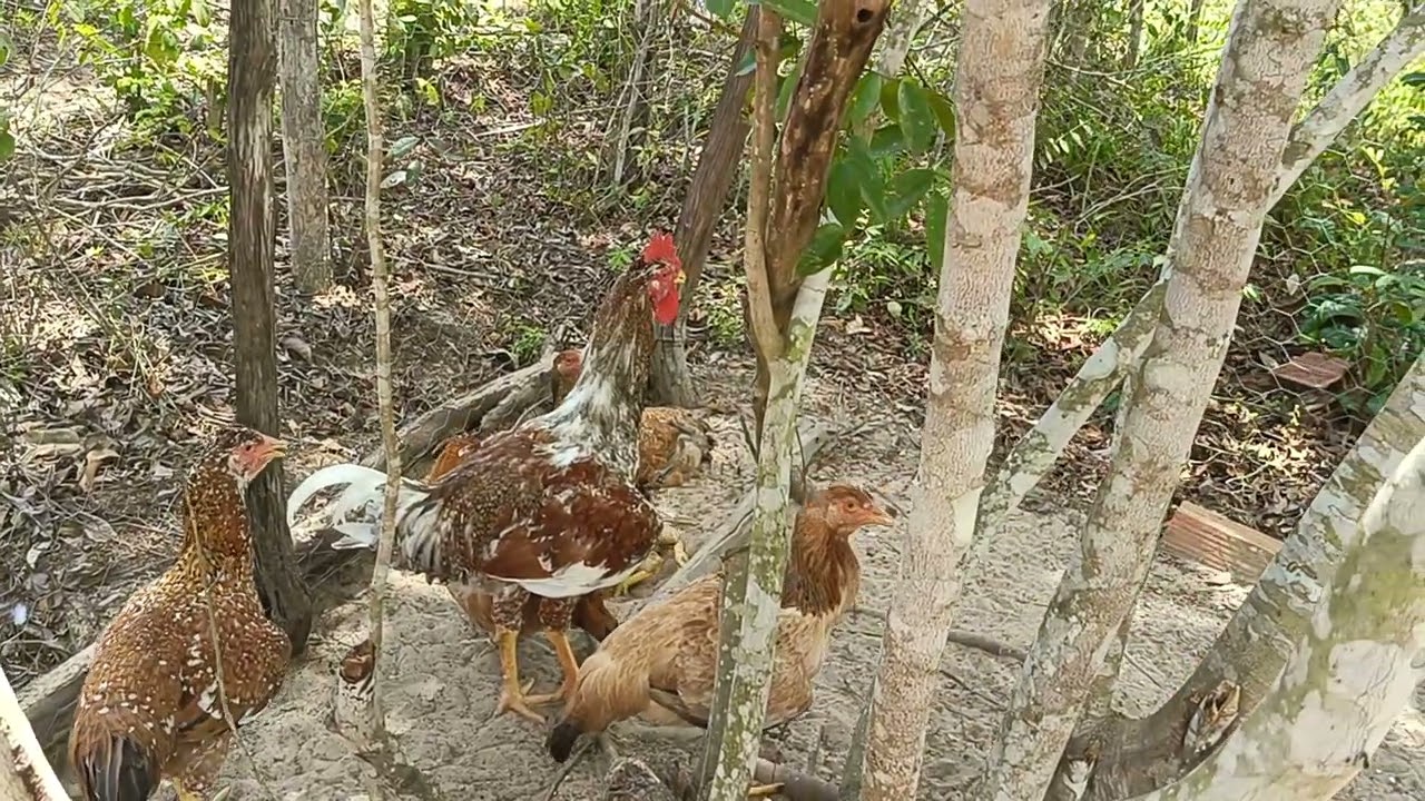 Galinhas caipira gigantes 