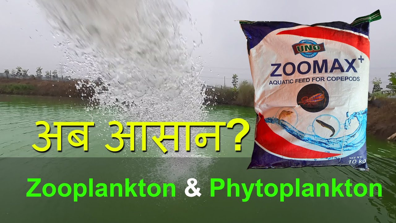 तालाब के पानी में ज़ूप्लंकटन कैसे बनाए |Unbelievable Zooplankton in Fish Pond | ZOOMAX + UNO.