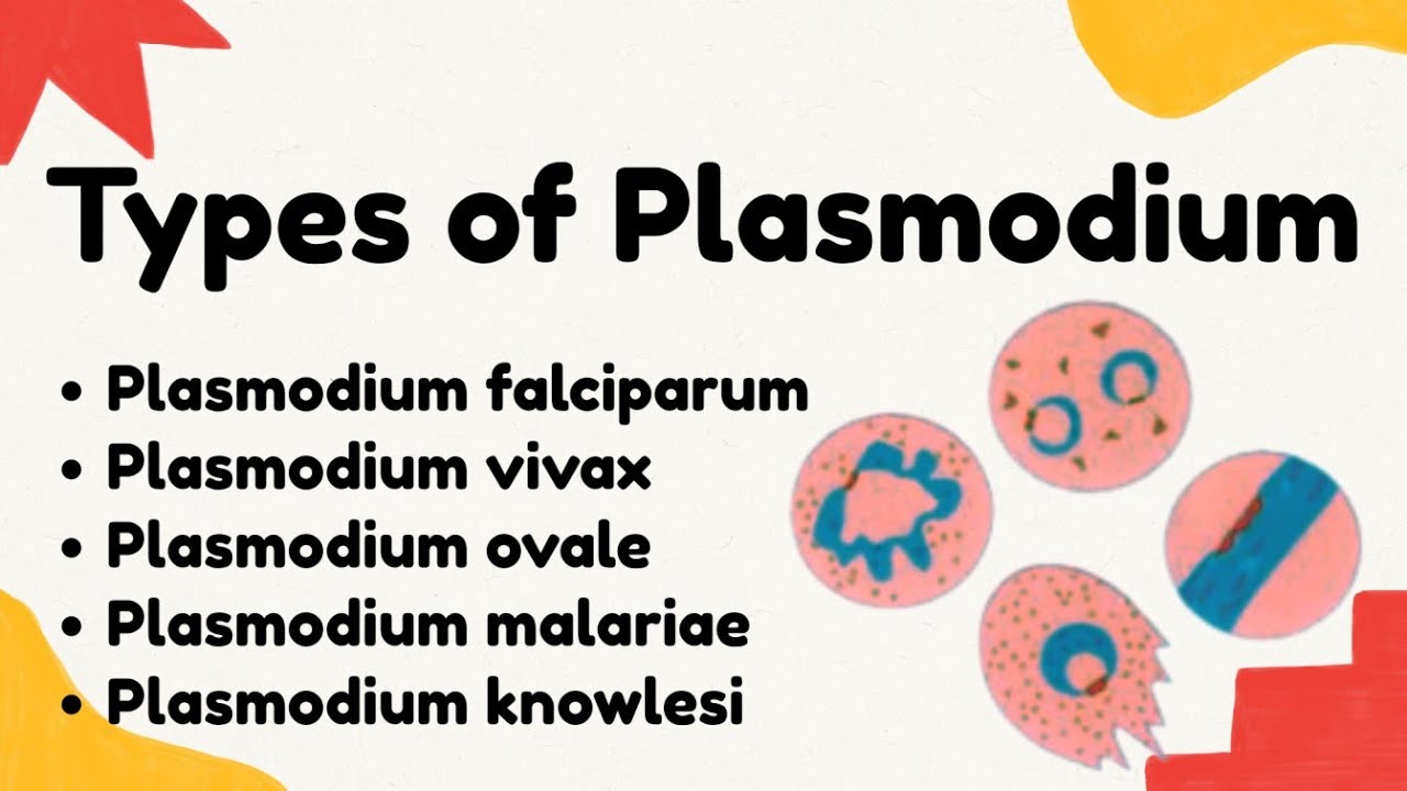 Types of Plasmodium that cause Malaria