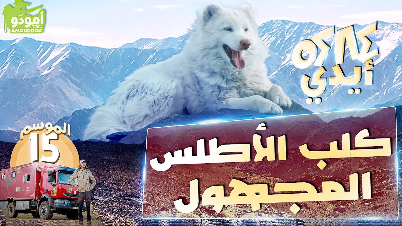 Aydi أمودّو 201  |  /  أيدي، كلب الأطلس المجهول ✅