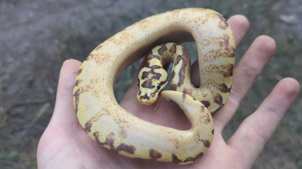 Spider Freeway Ball Python and educating on the spider gene!