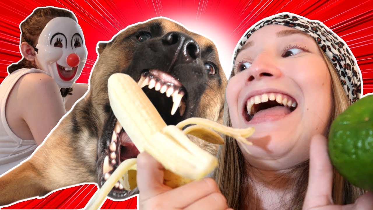COMO N&Atilde;O TREINAR SEU CACHORRO/zabetta macarini