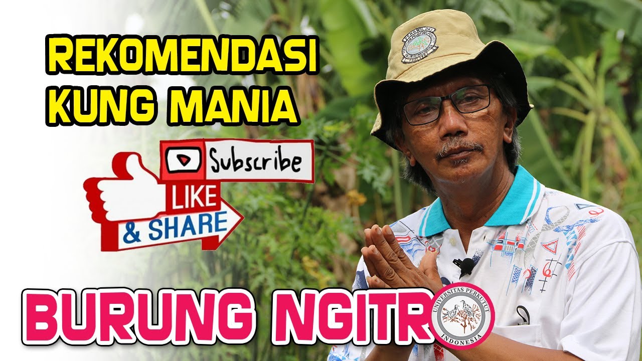 Memahami Burung Ngintrro + Ndorong, Tips dan Trik Kungmania serta Kiat Lomba pada Konkurs P3SI