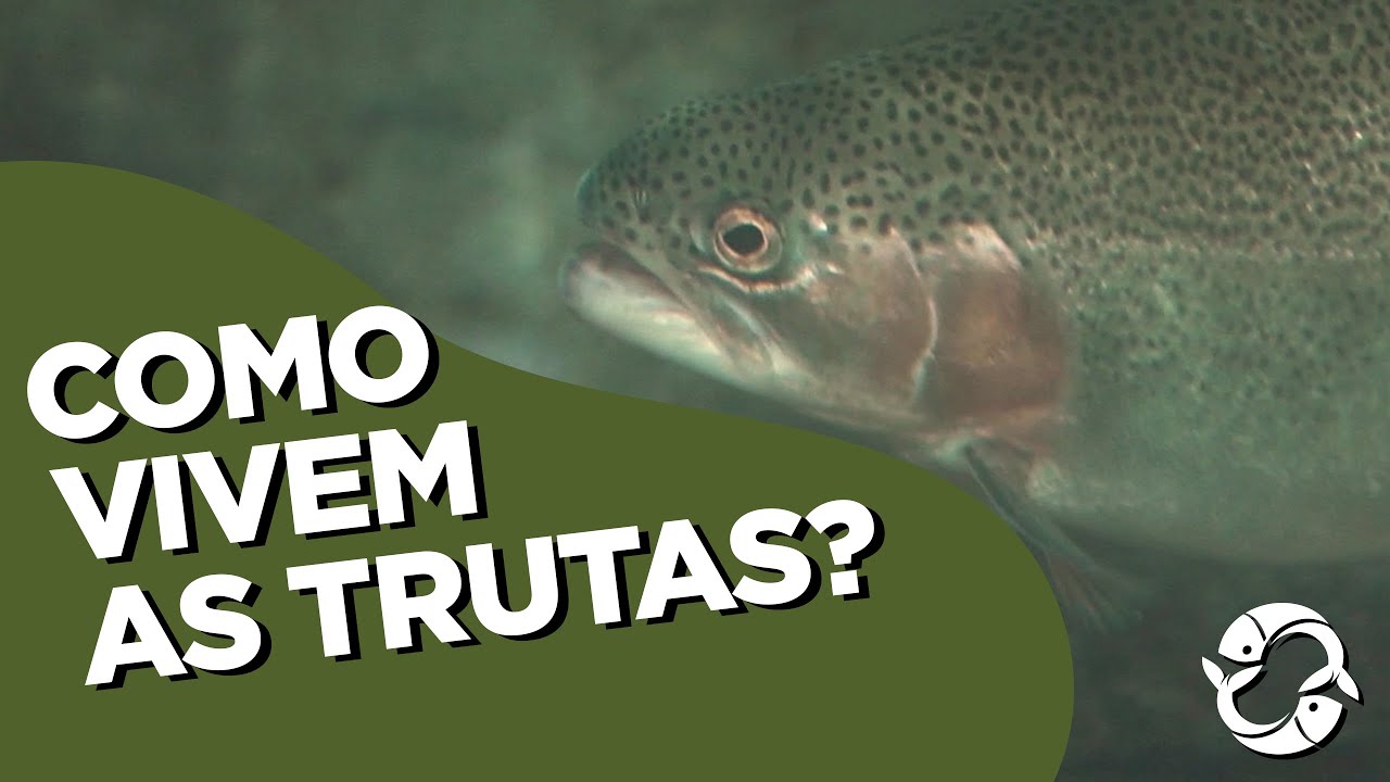 Conheça as Trutas!