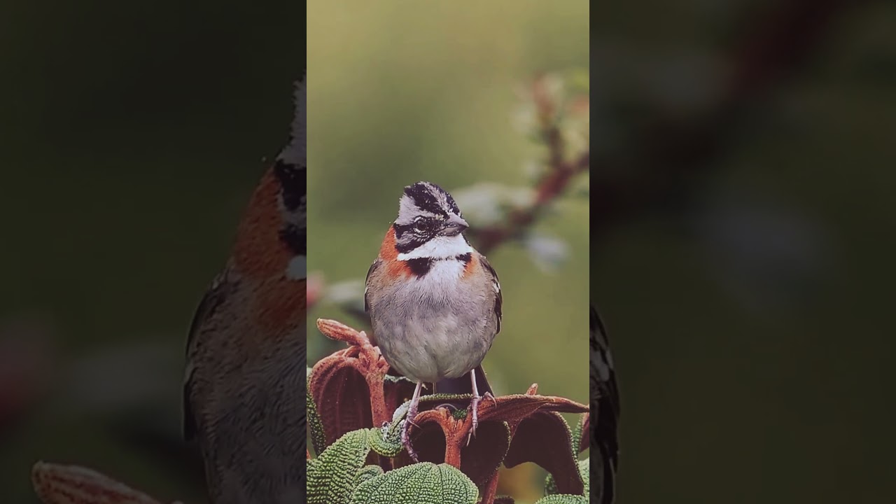 Rufous-Collared Sparrow | The Melodious Songbird of the Americas.