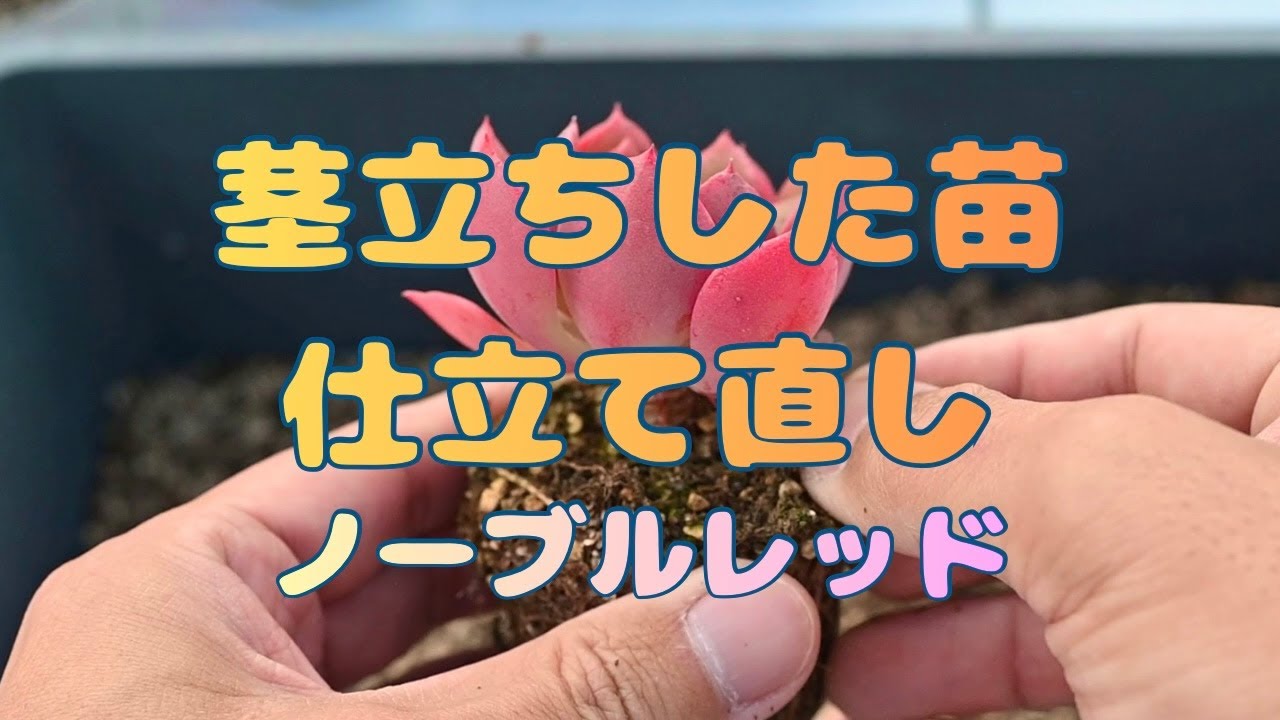 【多肉植物】茎立ちした苗を仕立て直し 栃木の多肉生産者 マジッククラウン
