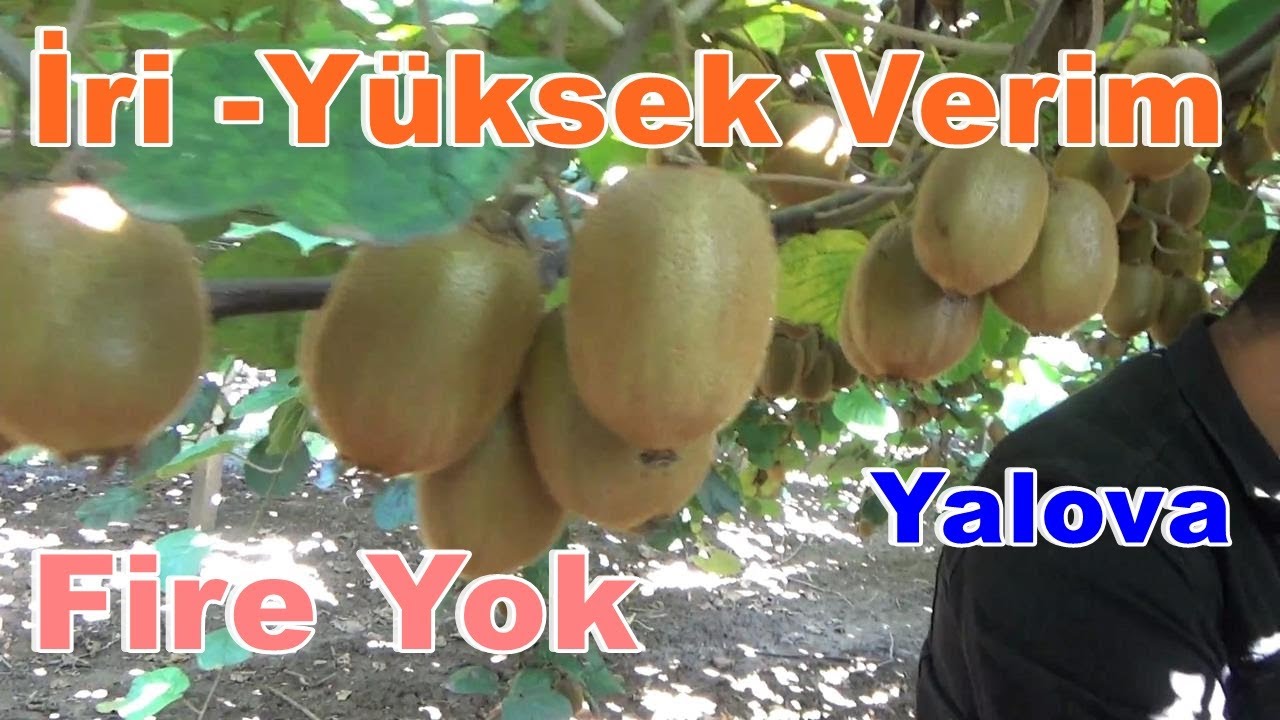 Yalova Altınova  - Kivi Yetiştiriciliği - Verim - Gübreleme - Yapraklarda Sararma