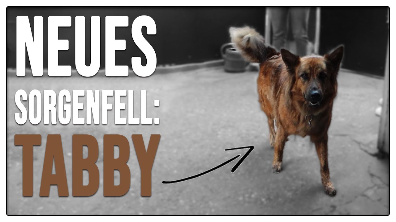 Wir haben ein neues SORGENFELL!  ❤️ Tabby zieht bei uns ein - TGH XXL 3