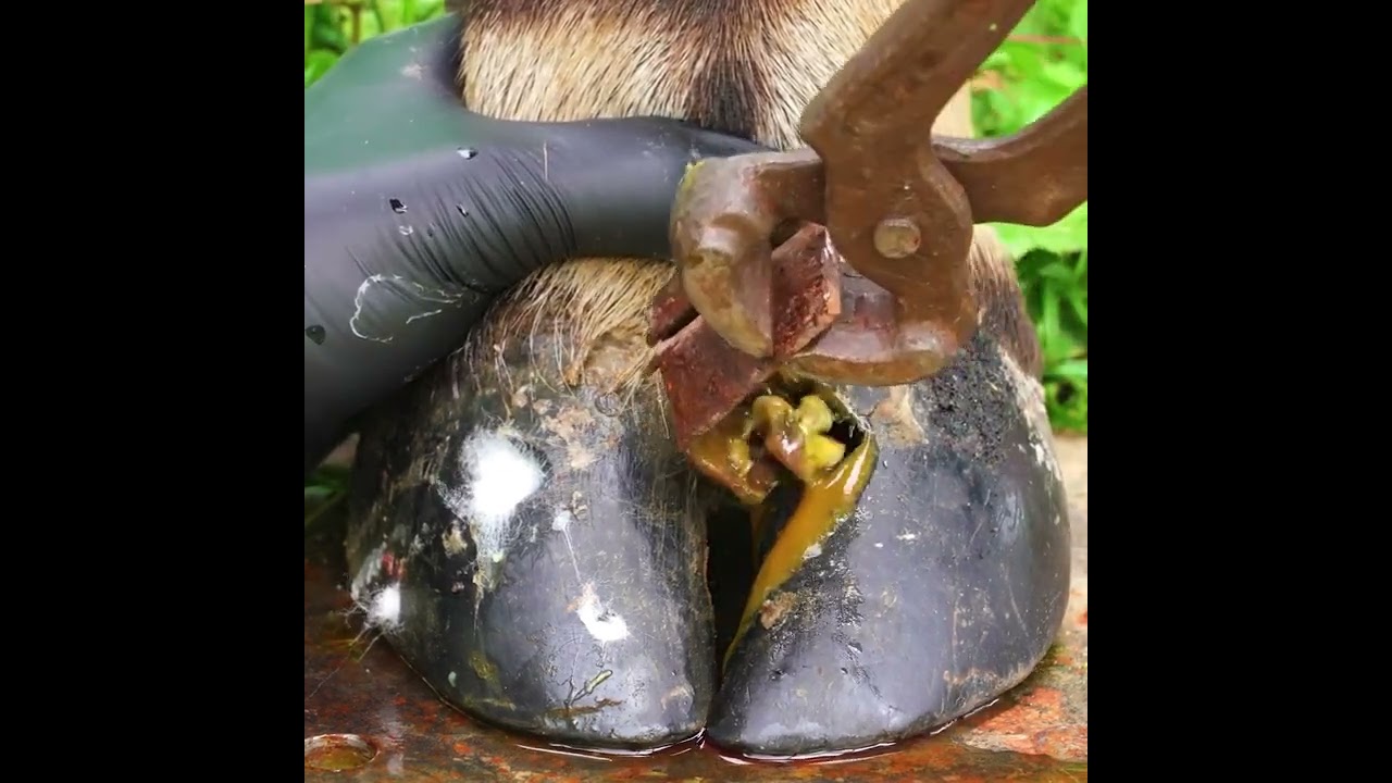 Hoof Cleaning The Most Satisfying Restoration Ever!#satisfying #animals #facts #hoofcare