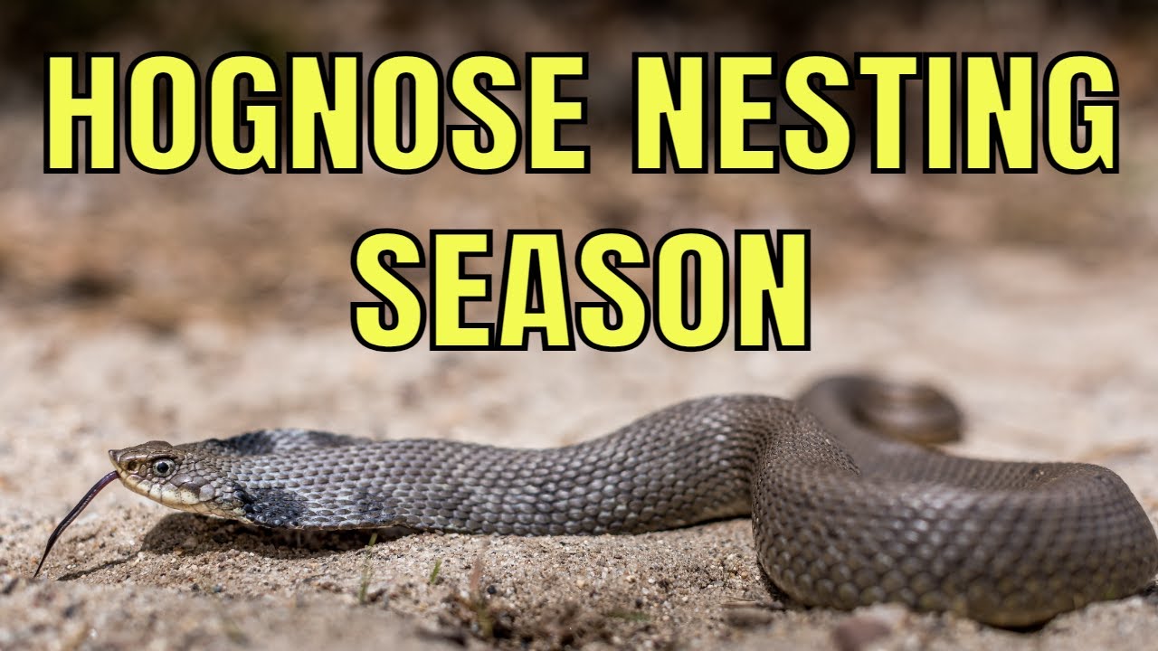 HOGNOSE NESTING SEASON