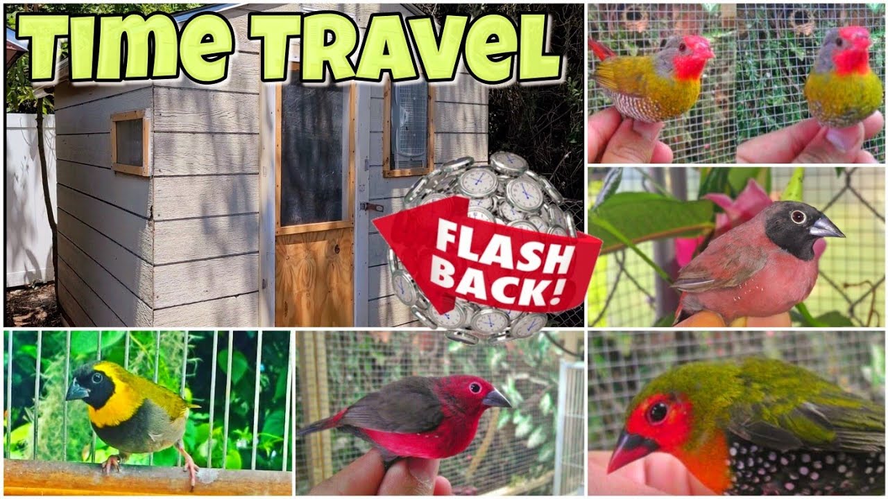The first BIRD AVIARY I built in 2006 + UPDATE #aviary #birds #burung #चिड़िया