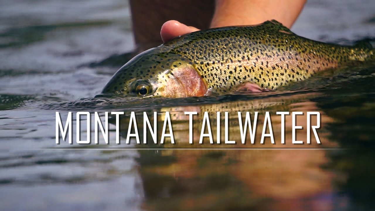 Montana Tailwater | Missouri Caddis Hatch