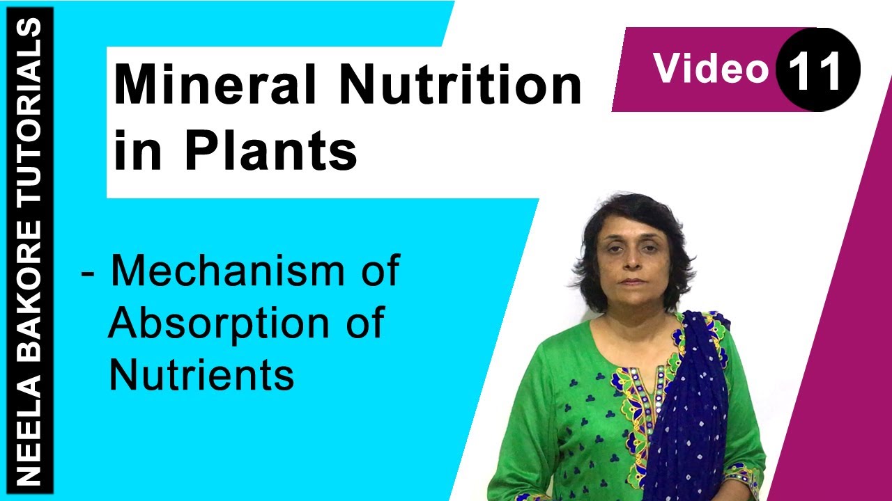 Mineral Nutrition in Plants | NEET | Mechanism of Absorption of Nutrients | Neela Bakore Tutorials