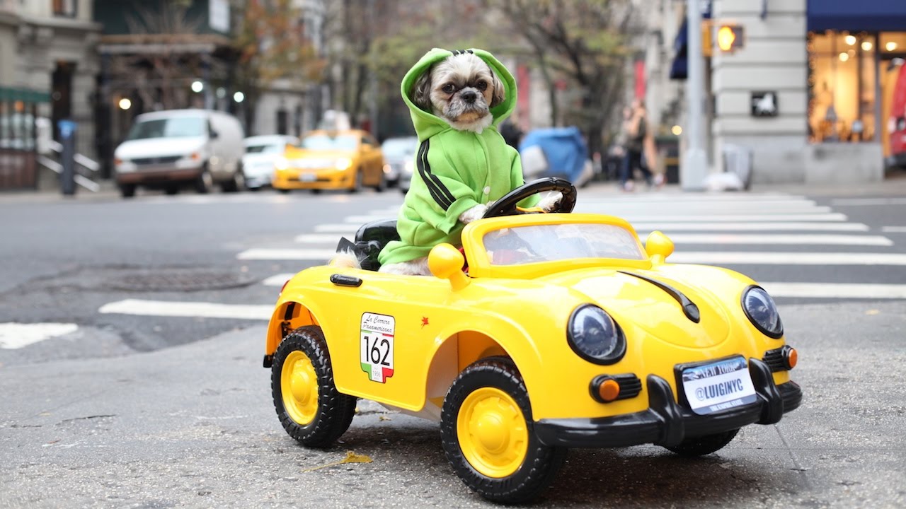 New York Dog Has $1,500 Luxury Car Collection