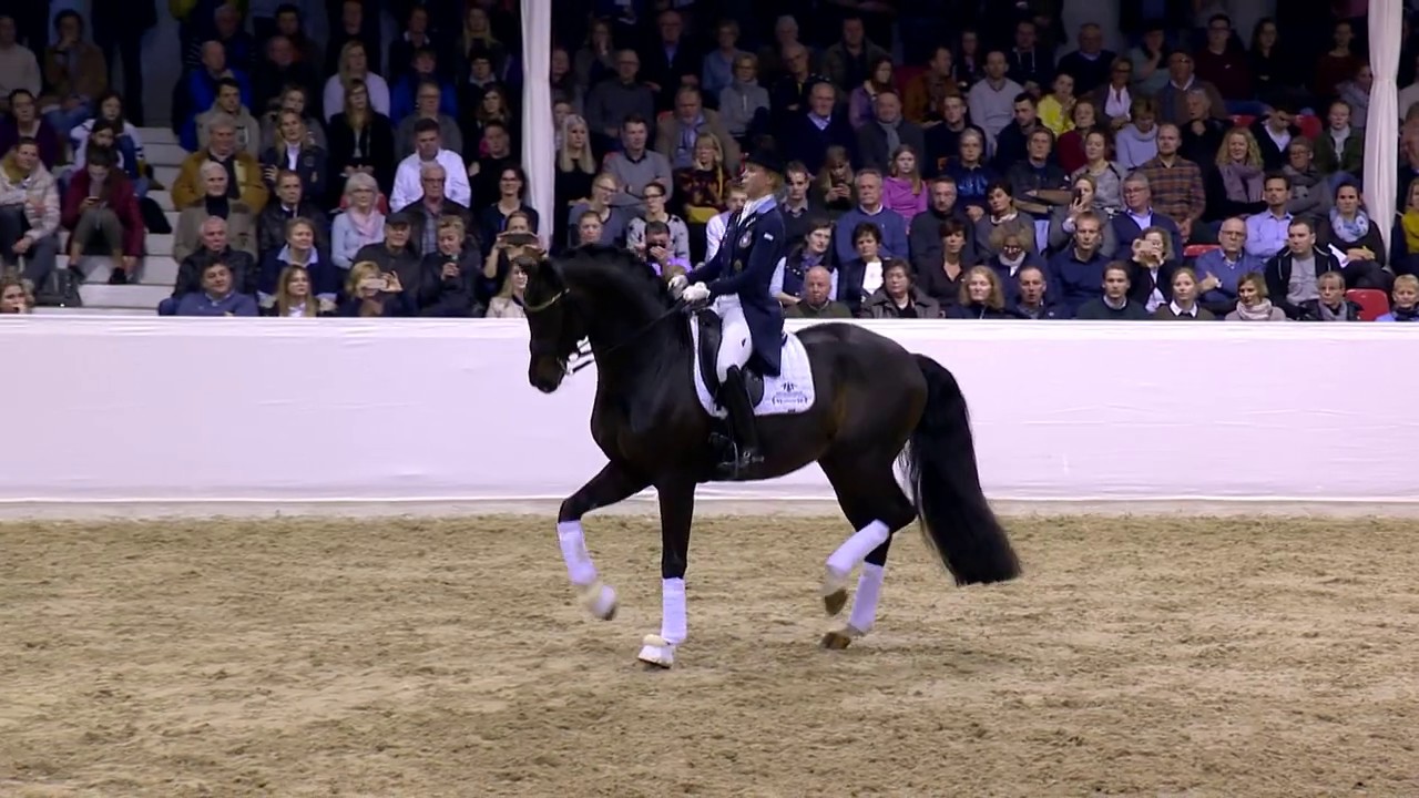 Hengstschau Dressurpferde Leistungszentrum Lodbergen 2020