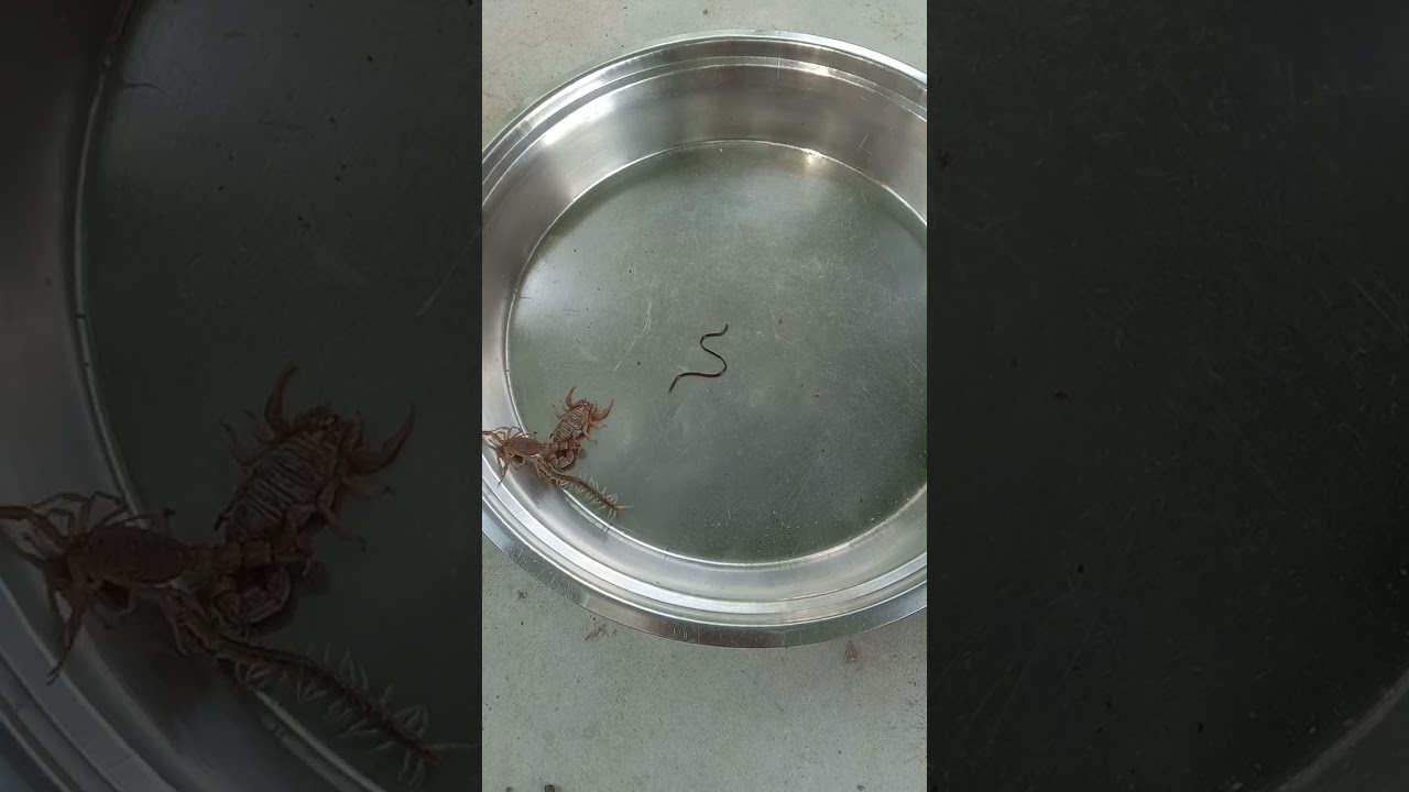 World war - 3 between Centipede , scorpion and Snake baby!  #news #latestnews