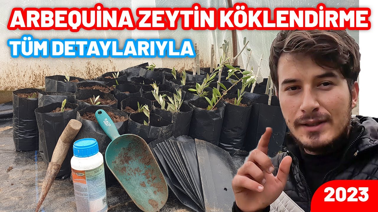MİNİ ÇELİKLEME yöntemi ile ARBEQUİNA zeytin fidanı köklendirme ✅ Zeytin fidanı KÖKLENDİRME | Zeytin