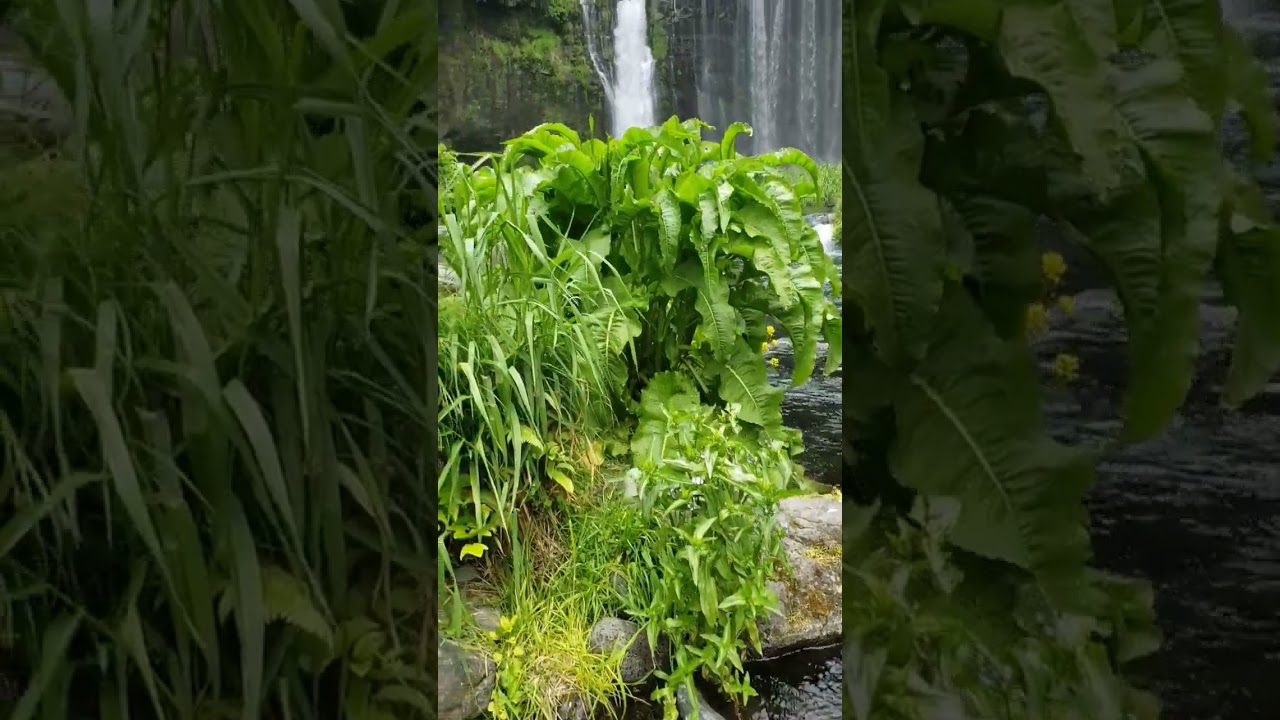 #shiraitonotakifalls