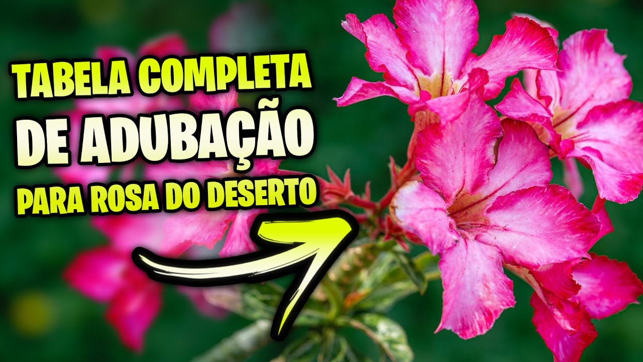 ✅ Tabela de adubação completa para ROSA DO DESERTO: Manutenção e Floração!