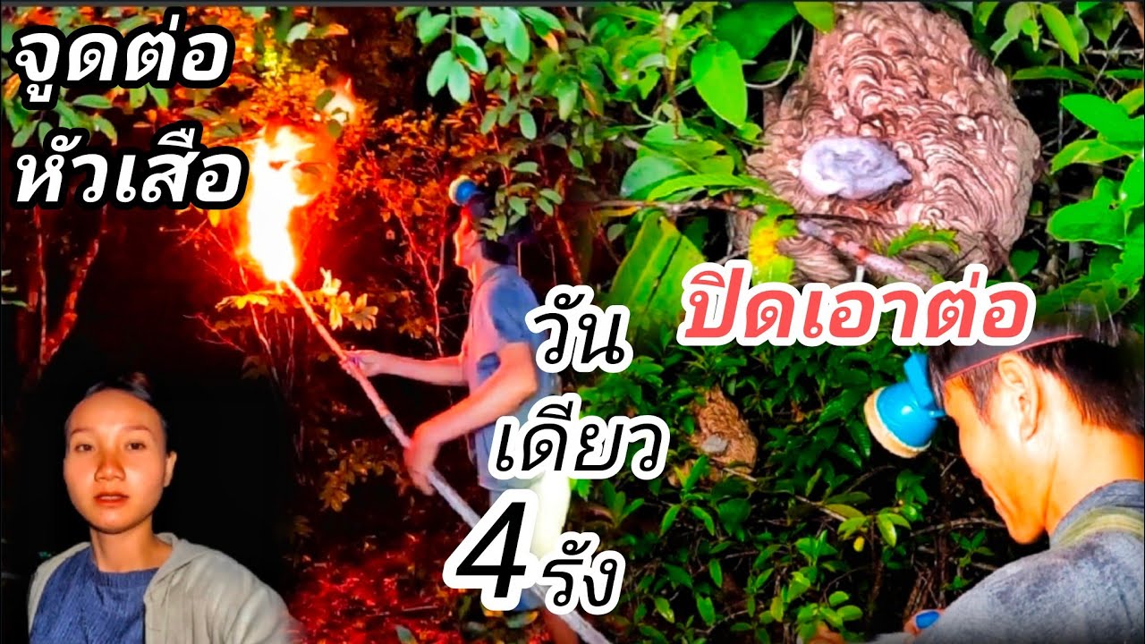 นายพรานกระปูพา สาวอ้อมไปจູดเอาต่อหัวเสือ | ນາຍພານກະປູພາສາວອ້ອມໄປຈູດເອົາຕໍ່