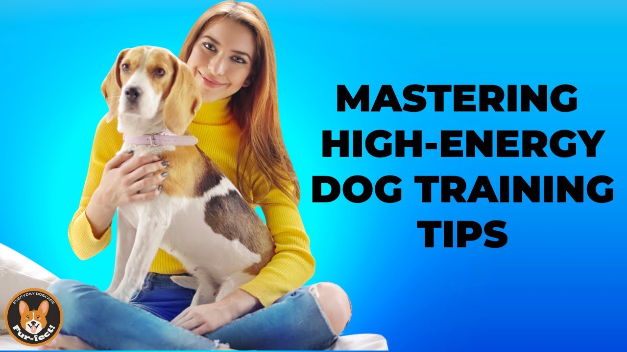 Mastering High Energy Dog Training Tips