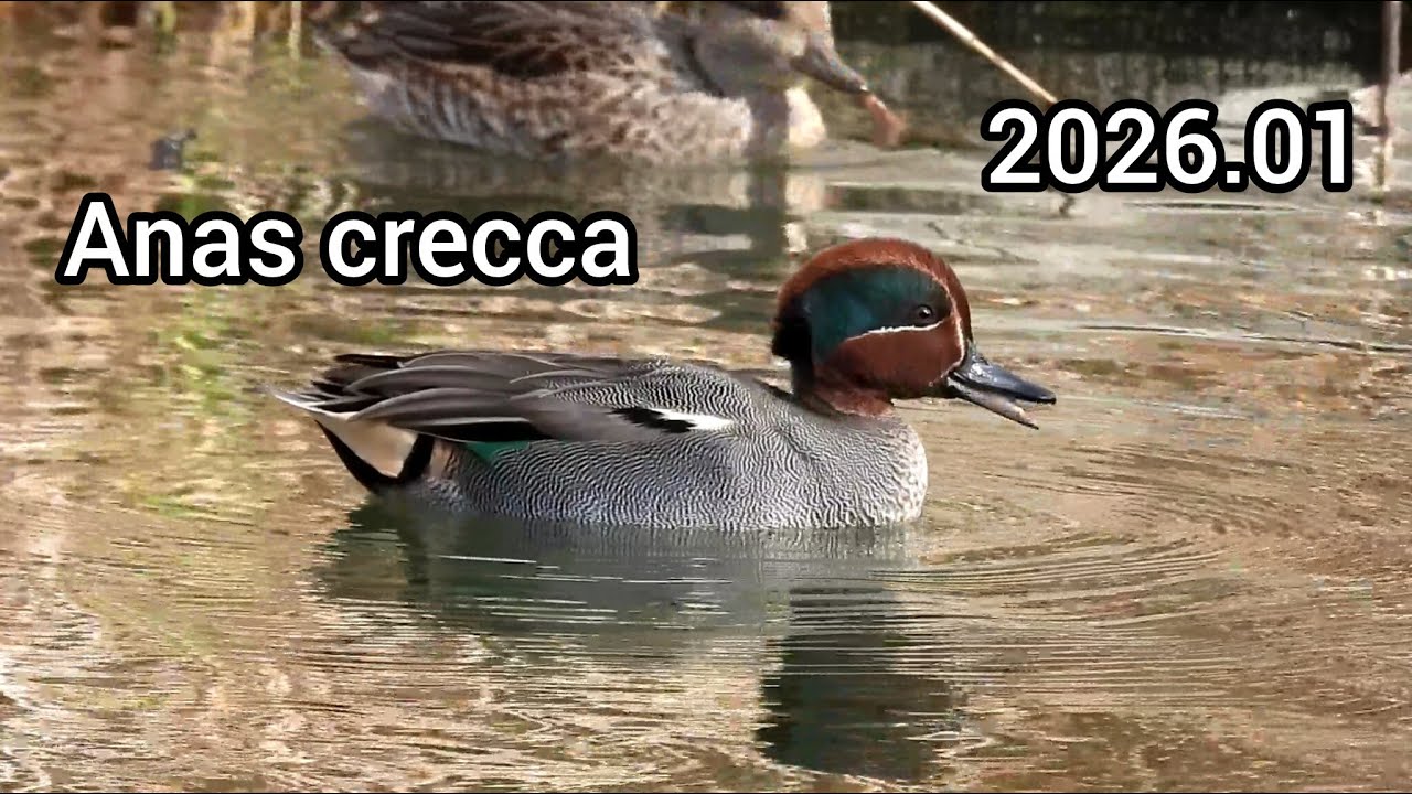 コガモ鳴き声 (Anas crecca) - カモの鳴き声 / Eurasian teal sounds / 公園のカモ じゅん菜池緑地 / 2026年1月