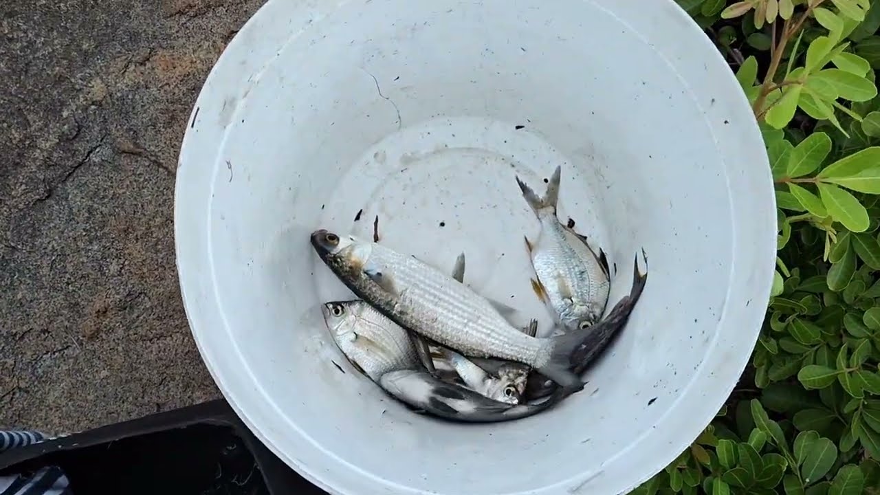 Pescamos vários peixes! O frito e a moqueca garantida