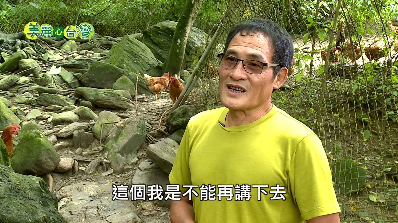【花蓮壽豐】放牧雞達人張進義的養雞人生 | 有機無毒 | 225 | #美麗心台灣