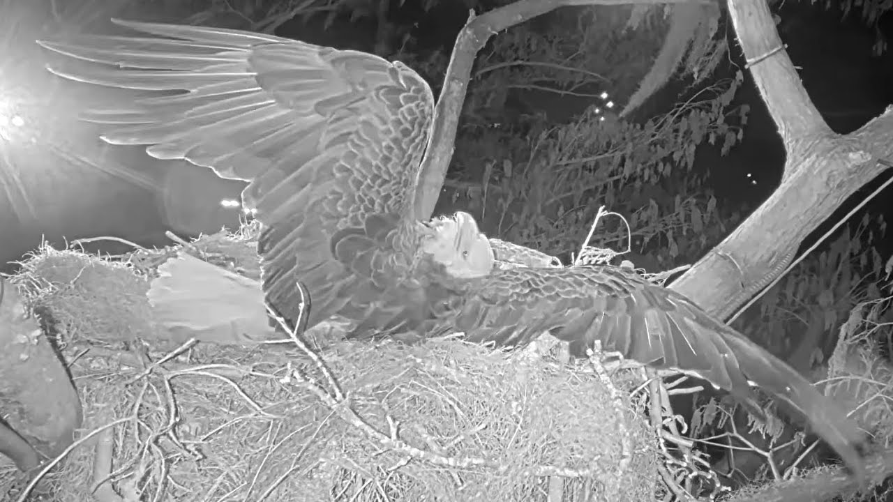 Winter Park Eagles🦉😢𝐎𝐖𝐋 𝐀𝐓𝐓𝐀𝐂𝐊! Mom Takes A Direct Hit🦉01-12-2026