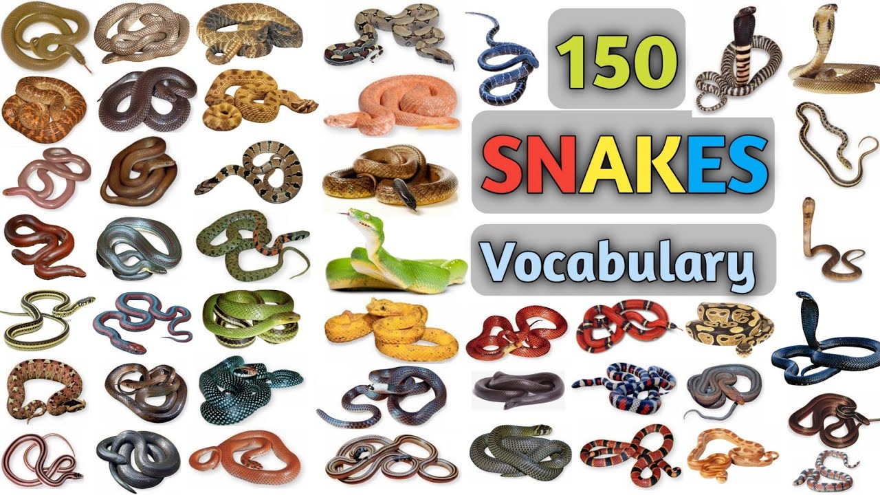 Snakes Vocabulary ll About 150 Snakes Name In English With Pictures ll Bisu's World