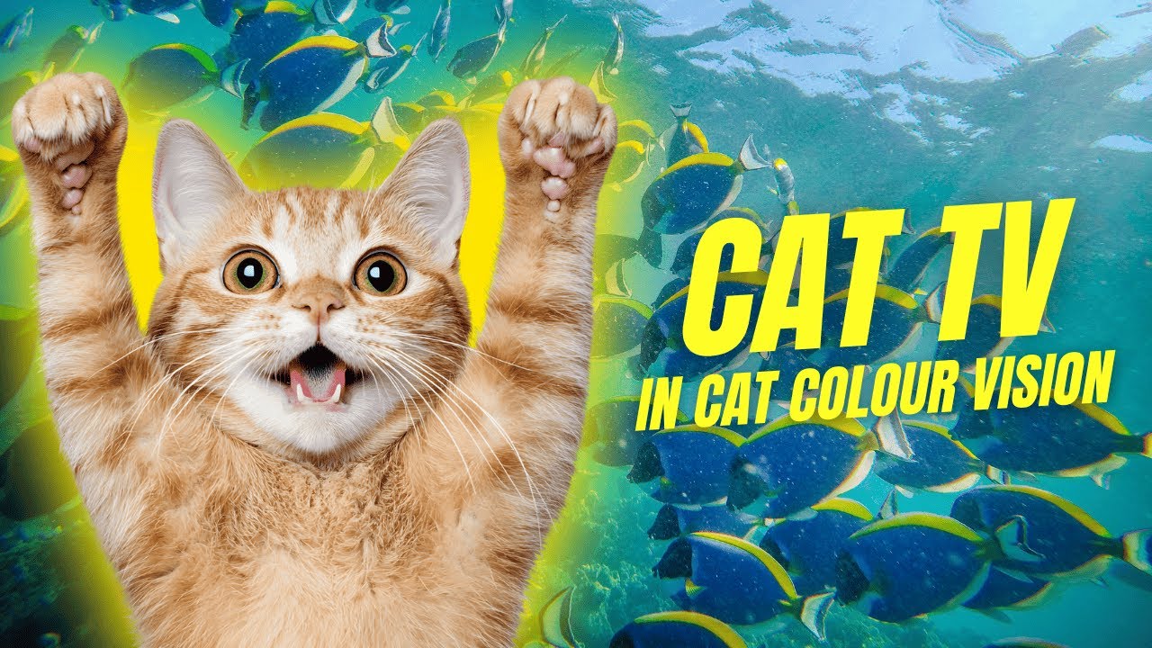 Cat TV in Cat Colour Vision | Birds, Squirrels, Fish & More (10 Minutes)