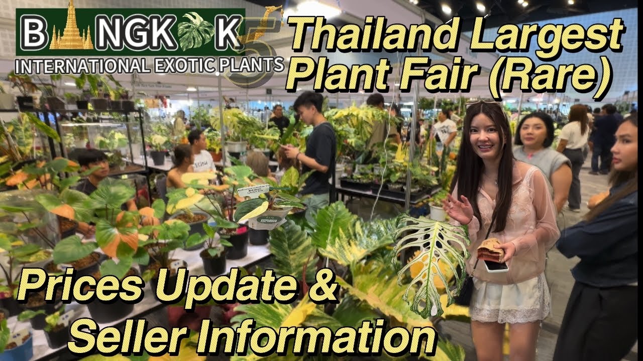 Thailand Rare Plant Show, Shipping WORLDWIDE!, All Prices in THB and seller/garden/farm information,