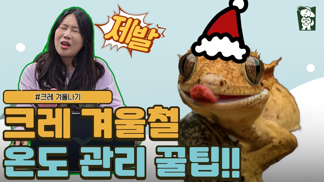 크레스티드 게코 겨울철 관리 완벽 가이드 | 온도·습도 세팅, 겨울철 몸 상태 변화 & 사육 꿀템 공개!