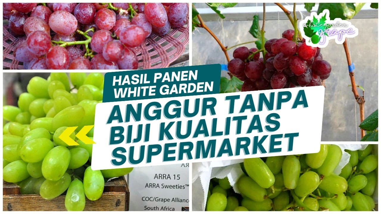 HASIL PANEN ANGGUR MENGGIURKAN , ANGGUR TANPA BIJI KELAS SUPER MARKET