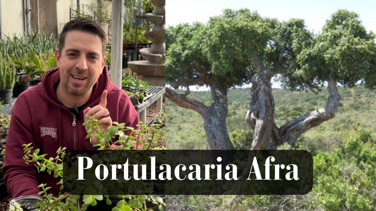 Portulacaria Afra